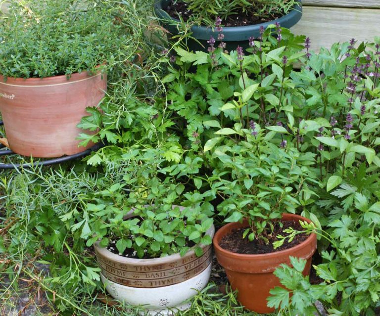 12 Perennial Herbs to Plant Once and Enjoy Year after Year