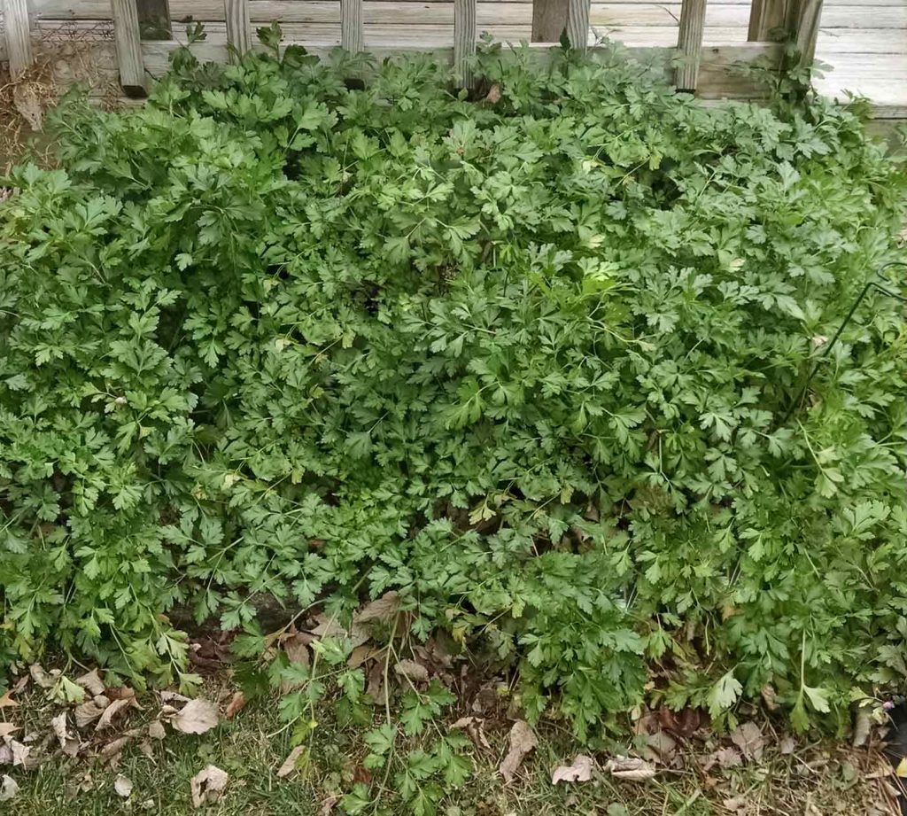 12 Perennial Herbs to Plant Once and Enjoy Year after Year ...