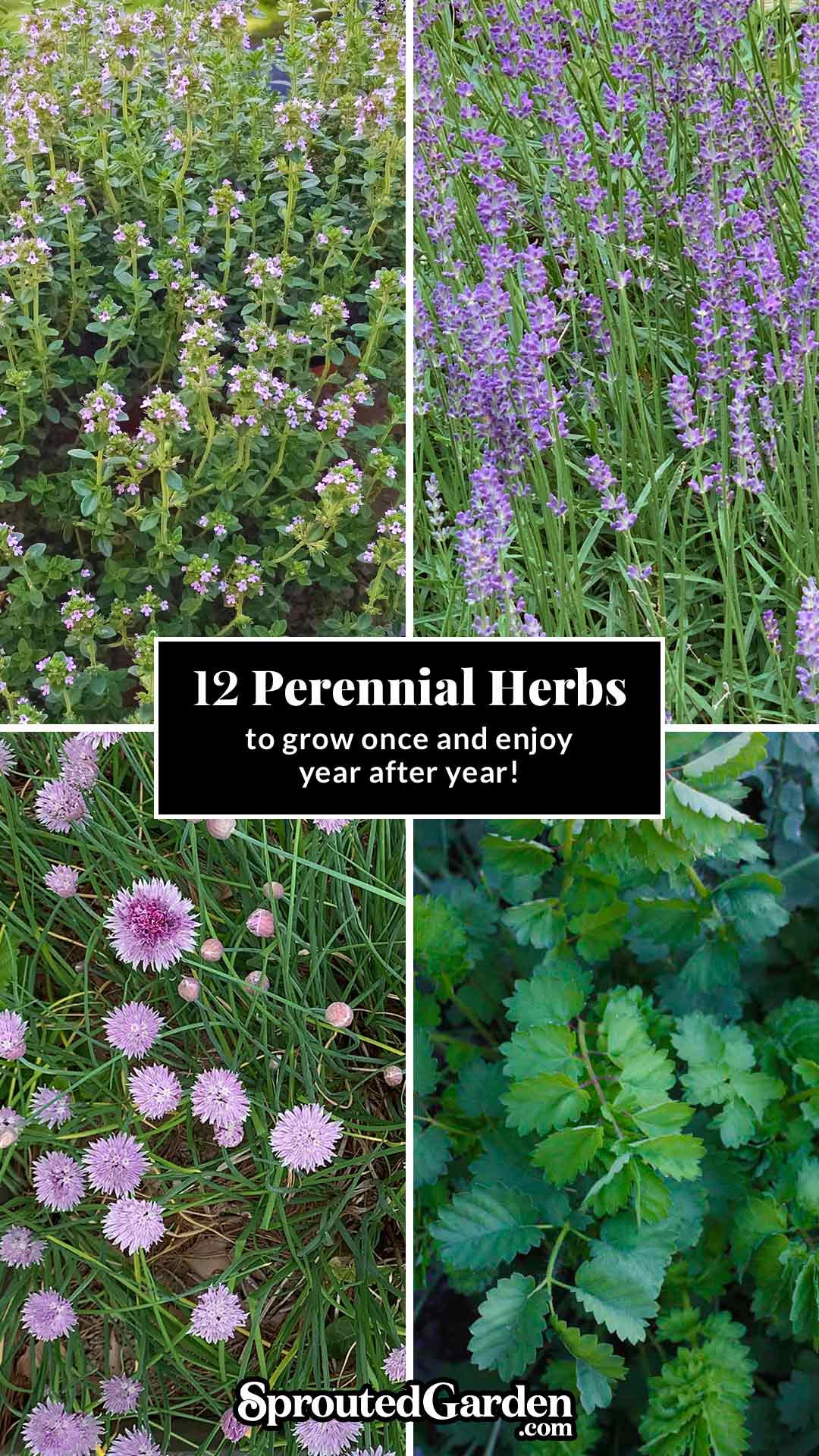 12 Perennial Herbs to Plant Once and Enjoy Year after Year